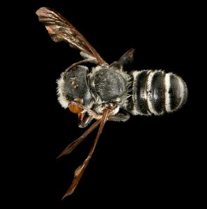 Megachile exilis, m, back, Pr. George's Co., MD 2016-03-15-23.48