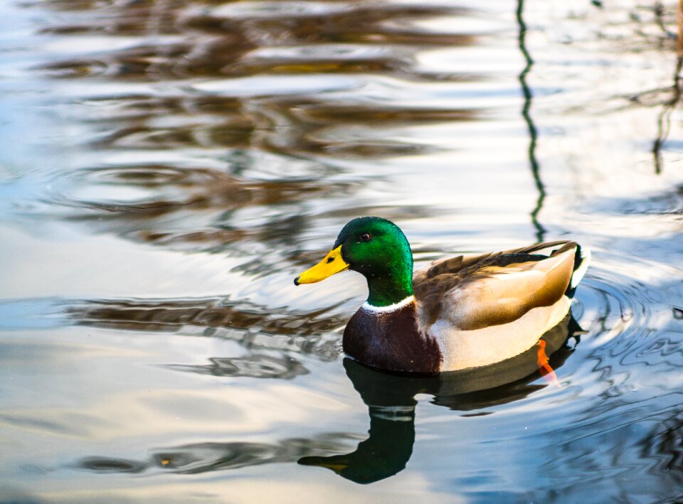 Duck water lake