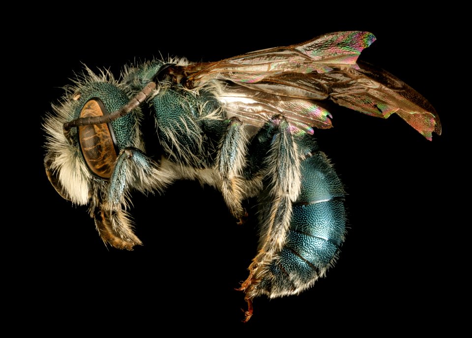 Osmia conjuncta, M, MD, side 2015-11-20-22.47