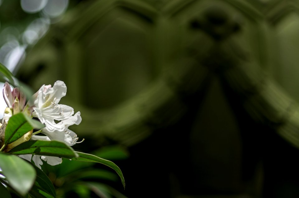 lasst Blumen sprechen