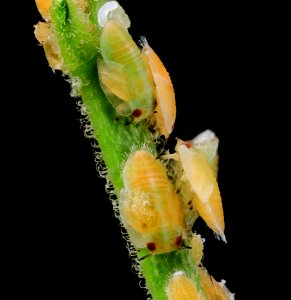 citrus psyllid, u, larvae, side2, ft detrick 2014-05-01-10.23.30 ZS PMax photo