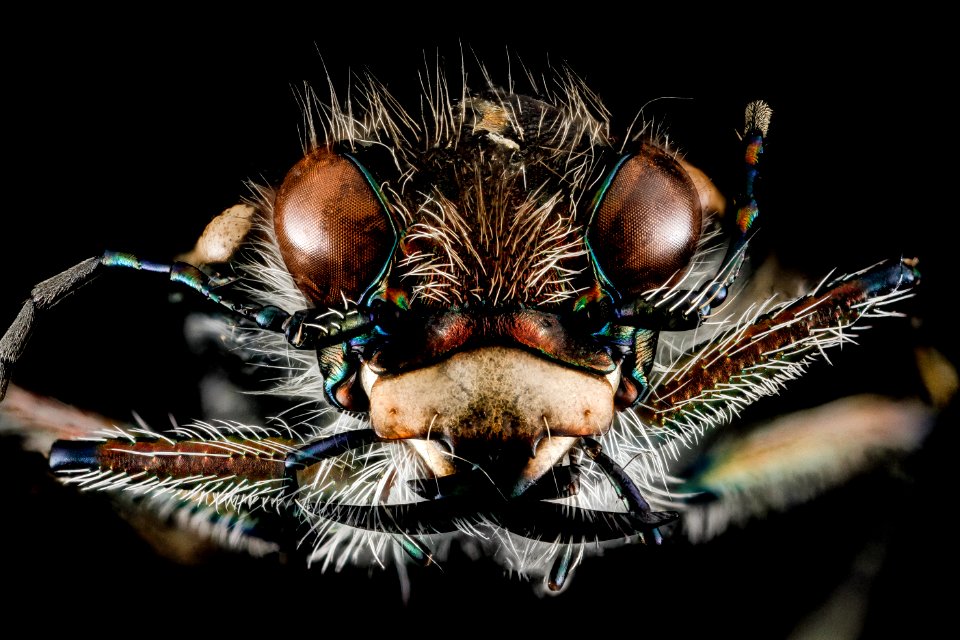 Cicindelidae, U, face, Maryland, Anne Arundel County 2013-03-01-14.18