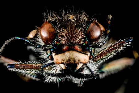 Cicindelidae, U, face, Maryland, Anne Arundel County 2013-03-01-14.18 photo