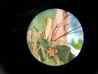 Lone monarch in eucalyptus tree in City of San Diego
