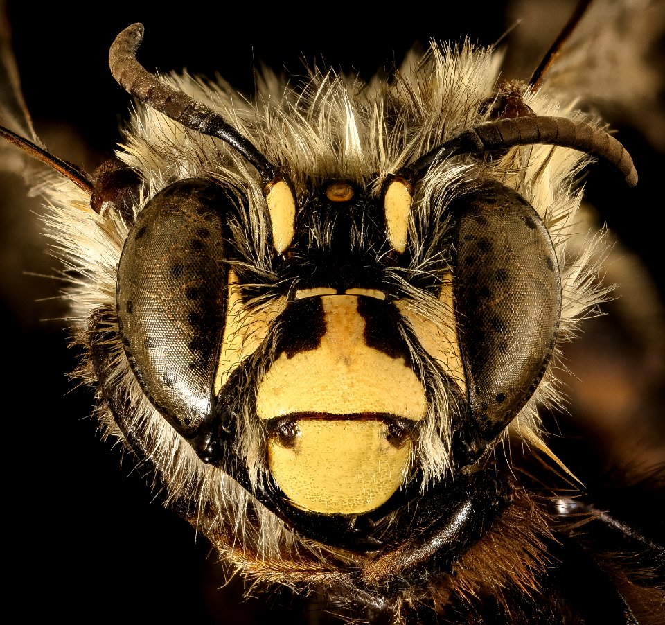 Anthophora ursina, f, face, Hardy Co, WV 2016-03-22-11.45
