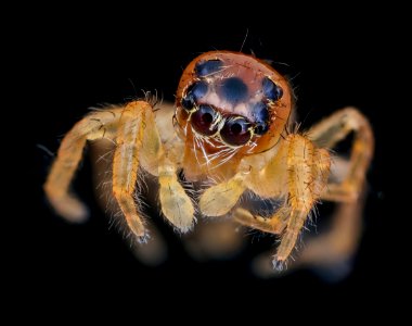 tiny spider face beltsville jade 10.07.2020 2020-10-07-18.12.30 ZS PMax UDR