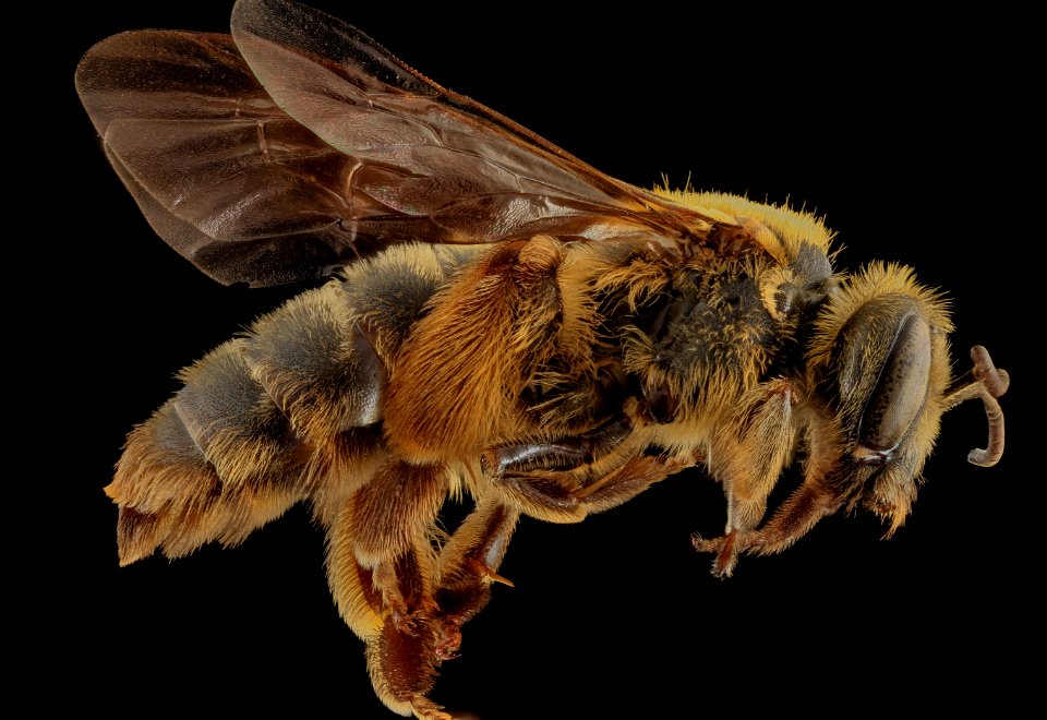 Andrena helianthiformis, side, Pennington County, SD 2013-10-23-09.31.36 ZS PMax