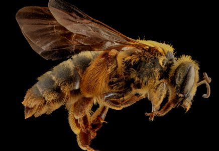 Andrena helianthiformis, side, Pennington County, SD 2013-10-23-09.31.36 ZS PMax photo