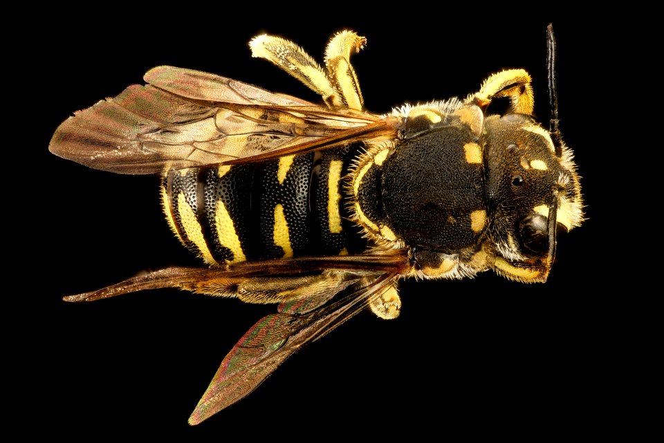 Dianthidium parkeri, back, Cochise Co., AZ 2016-09-20-10.59