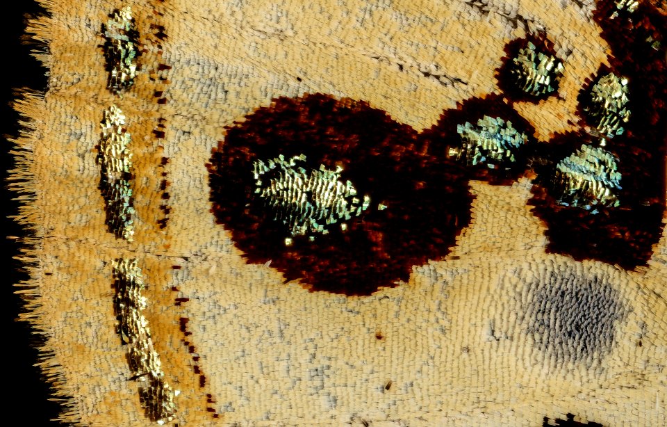 Anteros formosus, m, peru, Cosnipata Valley, brain harris, detail 2016-02-23-10.04
