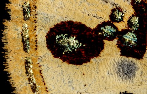Anteros formosus, m, peru, Cosnipata Valley, brain harris, detail 2016-02-23-10.04 photo