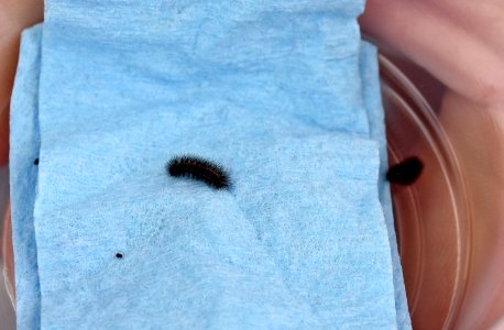 Quino checkerspot butterfly larvae