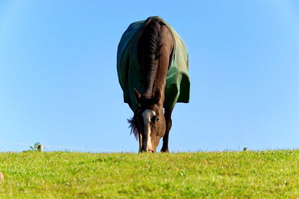 Horse blanket blue sky horse eating