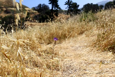 Single thread-leaved brodiaea at Glendora Community Conservancy