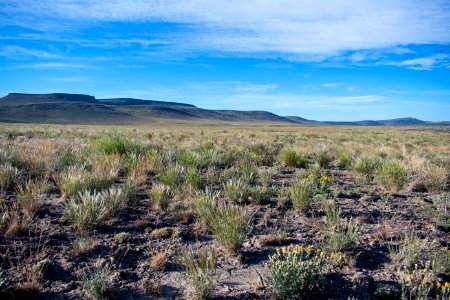 Martin Fire - year two of monitoring the seeding plot