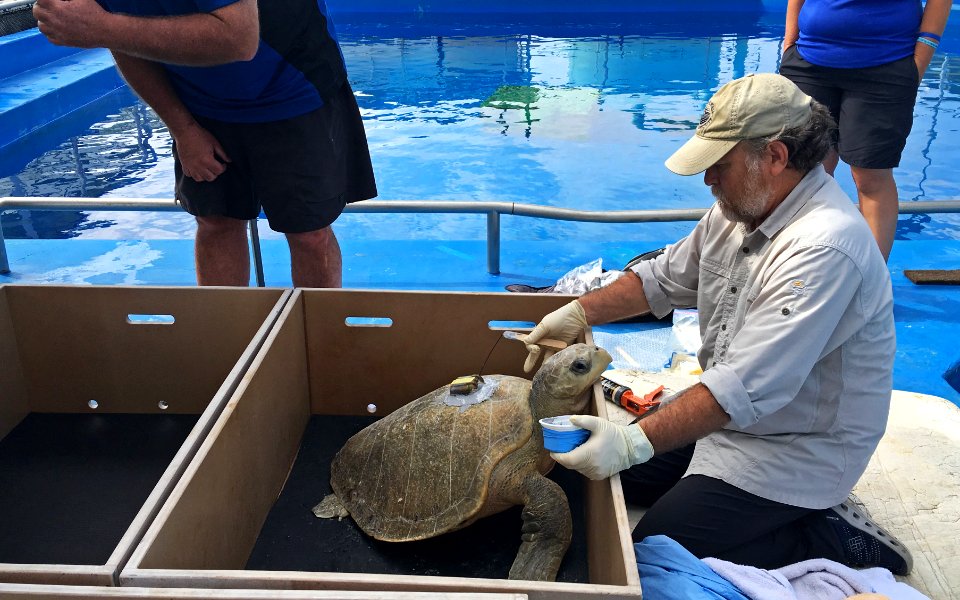 Lightning was quite the energetic sea turtle while getting her GPS tag