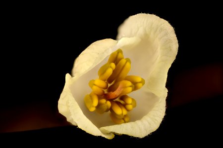 Halesia tetraptera, Silverbell or Snowdrop Tree, Styracaceae 3, Howard County, Md, not native here 2018-05-17-16.43.49 ZS