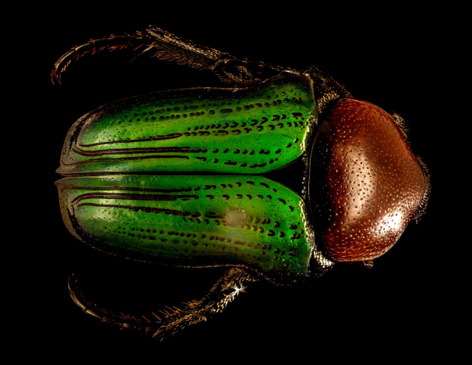 Leucocelis amythystina, u, back, Krugar National Park, South Africa 2018-07-17-16.41.45 ZS PMax UDR
