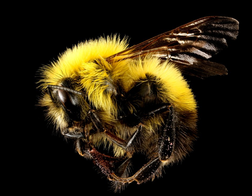 Bombus perplexus, m, left side, Centre Co., PA 2016-10-20-11.10