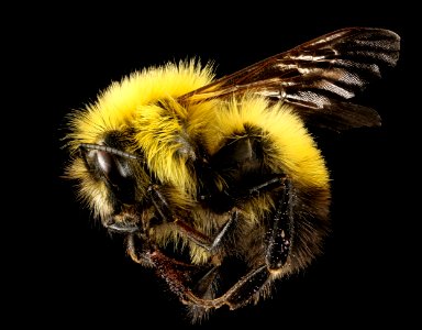 Bombus perplexus, m, left side, Centre Co., PA 2016-10-20-11.10 photo