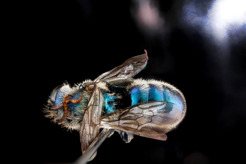 Hoplitis fulgida, highlights, male, back 2012-07-31-15.33.44 ZS PMax