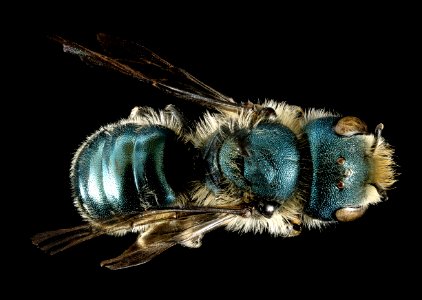 Osmia georgica, f, back, Talbot Co, MD 2016-01-13-11.14 photo