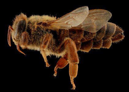Apis mellifera, Queen, side, MD, Talbot County 2013-09-30-17.45.51 ZS PMax photo