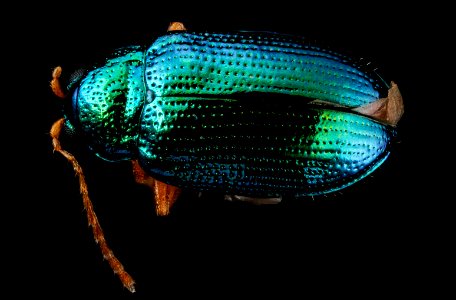 Crepidodera sp, U, Back2, Maryland, Dorchester County 2013-01-25-16.01.36 ZS PMax