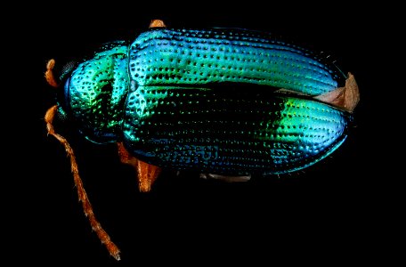 Crepidodera sp, U, Back2, Maryland, Dorchester County 2013-01-25-16.01.36 ZS PMax photo