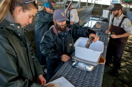 Nevada Department of Wildlife measures, weighs and tags Lahontan cutthroat trout photo