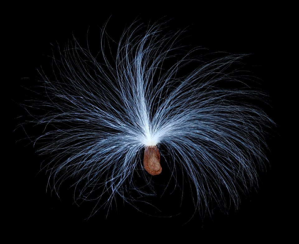 Milkweed seed photo stack 3 2020-02-28-13.20.21 ZS PMax UDR
