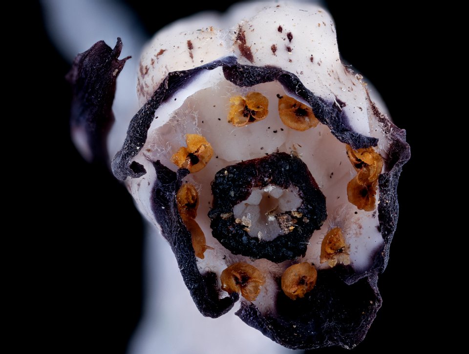 Monotropa uniflora 3, Ghost Pipe, Howard County, Md, Helen Lowe Metzman 2019-10-23-18.36.13 ZS PMax UDR