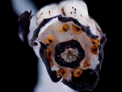 Monotropa uniflora 3, Ghost Pipe, Howard County, Md, Helen Lowe Metzman 2019-10-23-18.36.13 ZS PMax UDR
