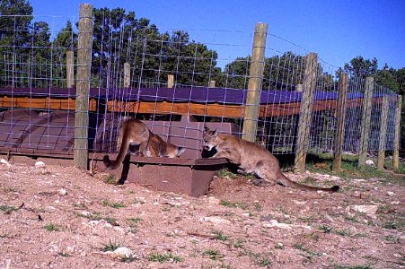 Mountain LIon