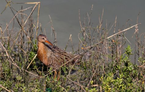 Federally endangered Ridgway's clapper rail at San Diego National Wildlife Refuge