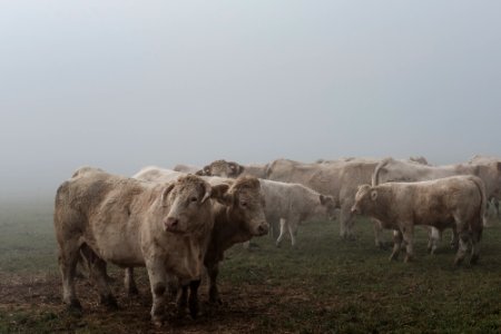 Kühe im Nebel photo