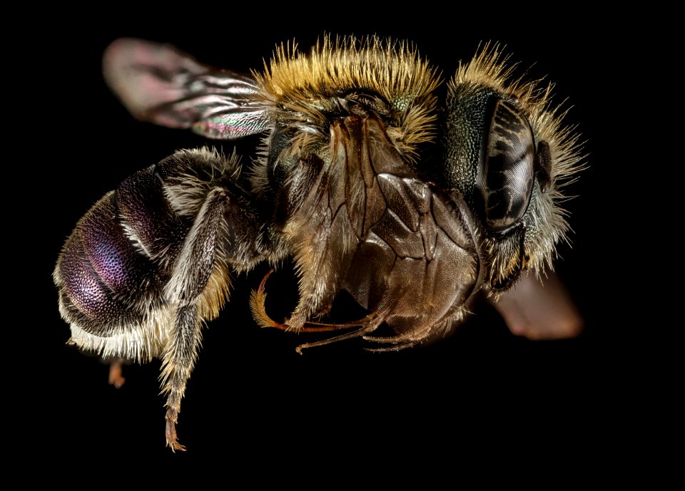 Osmia versicolor, F, Side, Greece, Aegean Islands, Lesvos, Mytilene 2015-02-19-15.48.22 ZS PMax