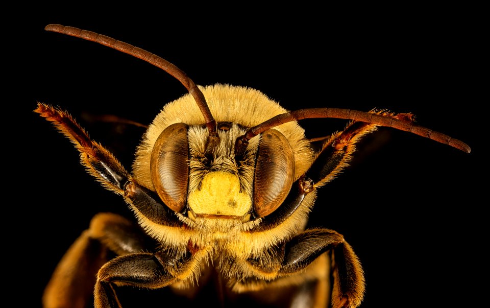 Svastra obliqua, m, face, Dorchester Co 2015-12-01-18.04