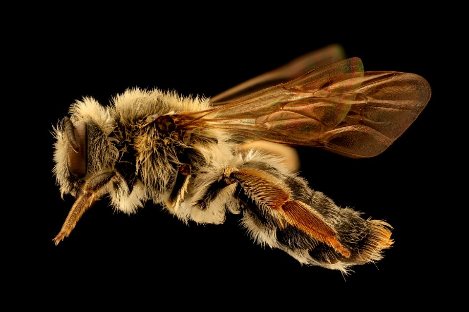 Andrena macoupinensis, f, left, Morgantown WV 2019-03-22-00.51.40 ZS PMax UDR