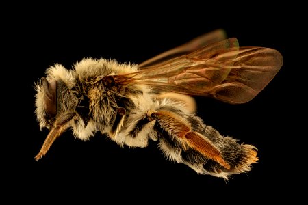 Andrena macoupinensis, f, left, Morgantown WV 2019-03-22-00.51.40 ZS PMax UDR