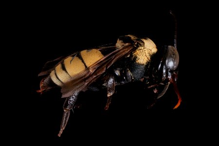 Triepeolous concavus, f, right, Yolo Co., CA 2019-03-22-04.00.15 ZS PMax UDR photo