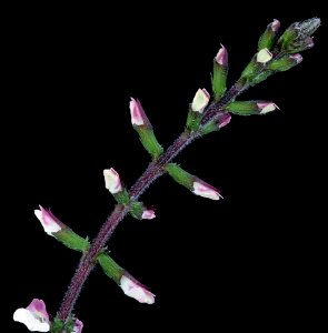 Phryma leptostachya 3, Lopseed, GFG, Howard County, Md, Helen Lowe Metzman 2019-10-23-20.59.38 ZS PMax UDR