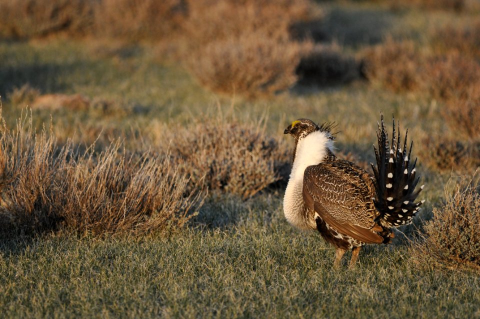 Bi-State sage-grouse in Nevada
