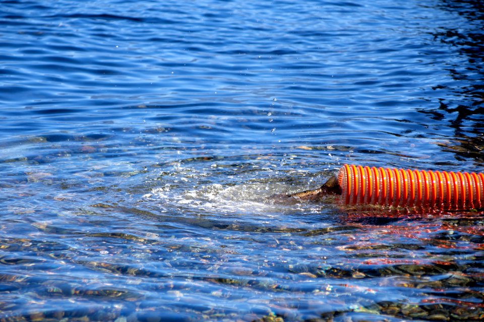 Lahontan cutthroat trout stocking, Lake Tahoe