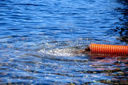 Lahontan cutthroat trout stocking, Lake Tahoe