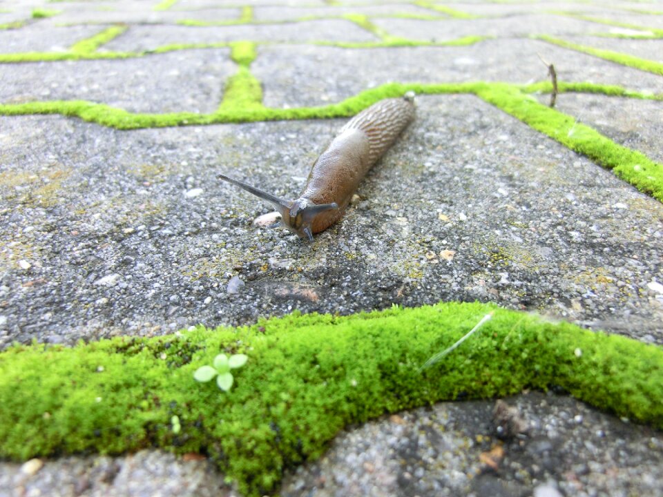 Snail naktschnecke nature