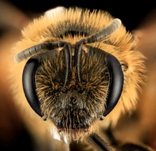 Lasioglossum pacificum, F, Face, WA, San Juan County 2014-05-30-16.09.23 ZS PMax