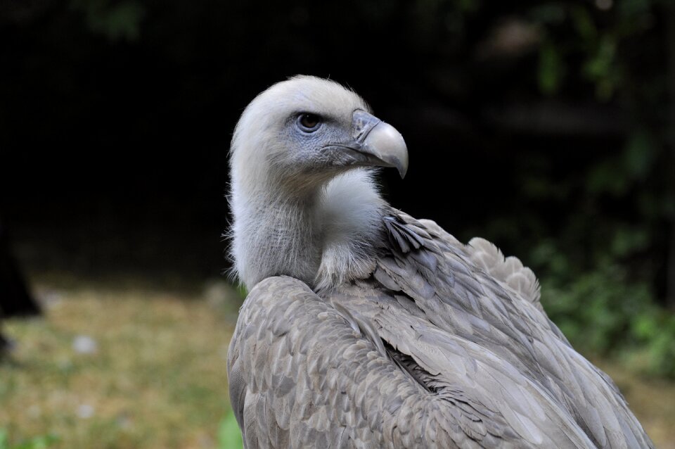 Vulture griffon vulture raptor