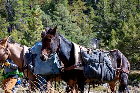 Mules carry Paiute cutthroat trout to reintroduction site