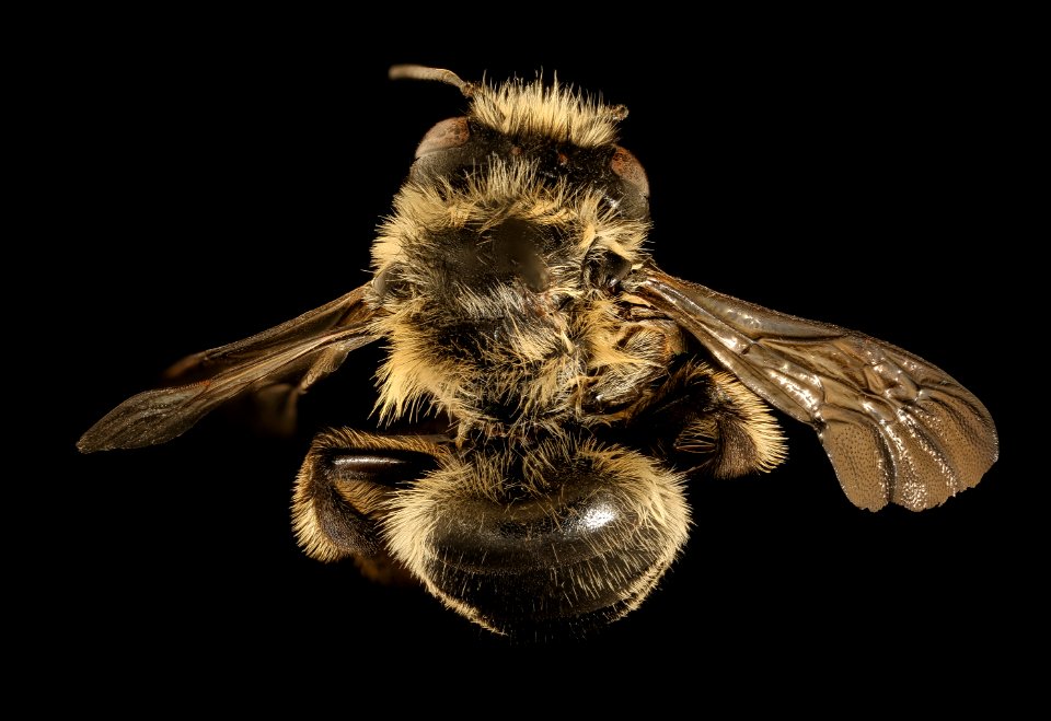 Anthophora terminalis, f, back, Greenbrier Co., WV 2019-03-21-22.04.06 ZS PMax UDR